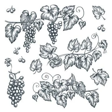 Grape vine sketch vector illustration. Hand drawn isolated design elements Stock Illustration