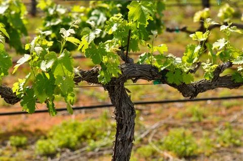 Grape vine in spring napa 스톡 사진