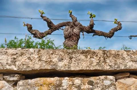 Grape Vine In Spring Stock-Fotos