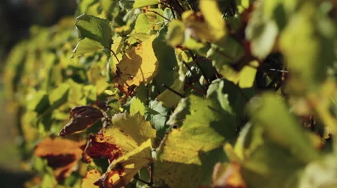 Grape Vine Stalks Rack Focus 스톡 동영상 66270971