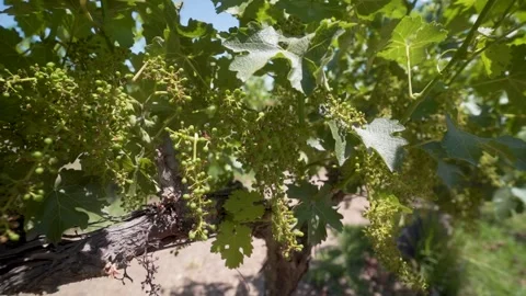Grape vine in summer Stock Footage 266924294