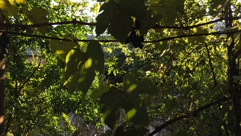 Grape vine. The sun sparkles in the leaves. Evening - 3. 스톡 동영상 116897341