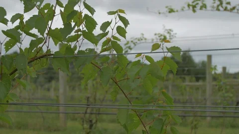 Grape vine from vineyard slider right to left Stock Footage 95036498