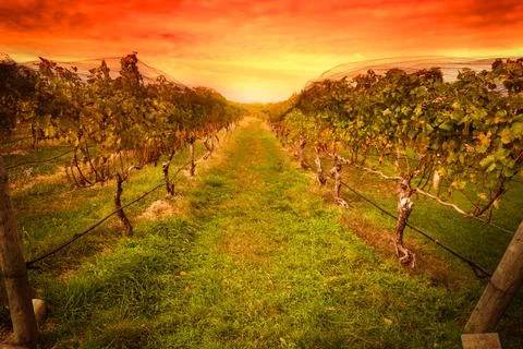 Grape vine at vineyard under idyllic sunset Foto stock