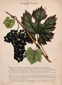Grape vine (Vitis vinifera L.) with black grapes. Coloured lithograph after.. Stock Illustration