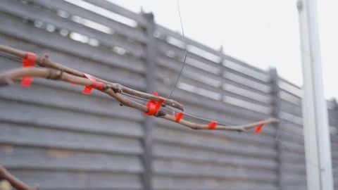 Grape vine without leaves after winter, close up, smooth camera movement Stock Footage 311796175