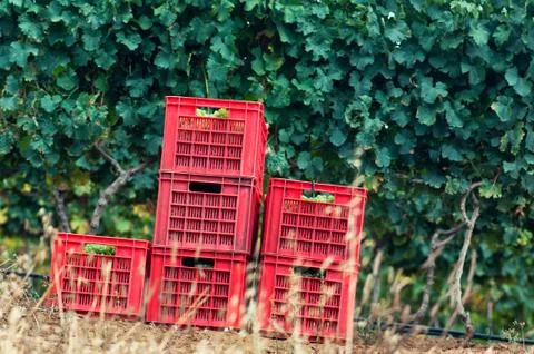 Grape vines baskets Stock Photos