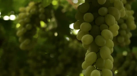 Grape vines close-up Stock-Footage 27474047