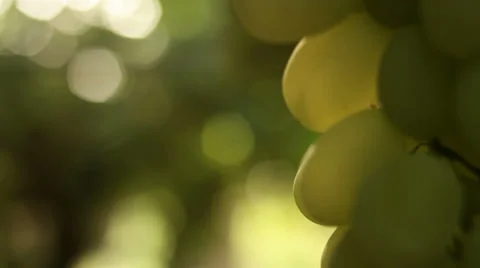 Grape vines close-up Stock-Footage 27474270