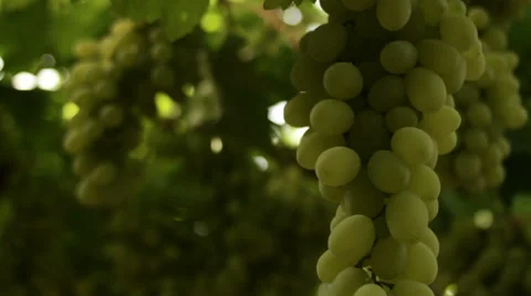 Grape vines close-up Stock Footage 27474407
