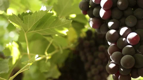 Grape vines close-up Stock Footage 27474920