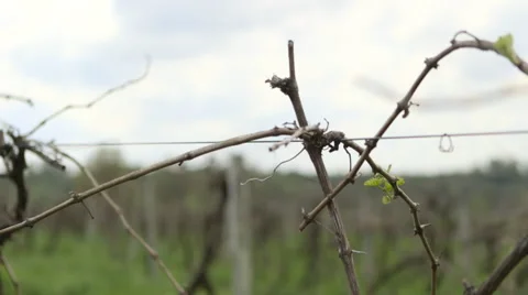 Grape Vines In A Field 2 動画素材 52798582