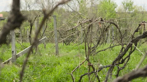 Grape Vines In A Field 3 動画素材 52798548