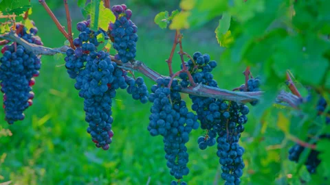 Grape vines focus inout Stock Footage 214617054