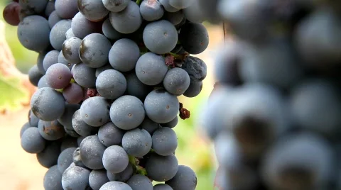 Grape Vines Stock Footage 850376