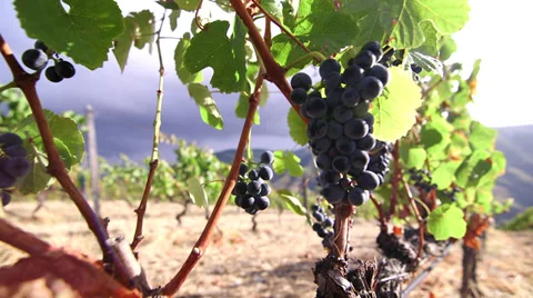Grape vines Video stock 34336697