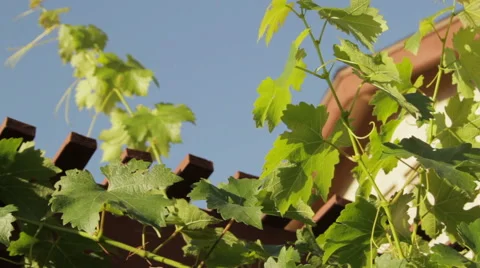Grape Vines Stock Footage 40784366