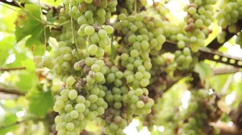 Grape vines Stock Footage 63301516