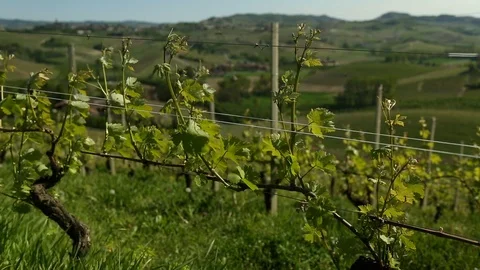 Grape vines Stock Footage 93781731