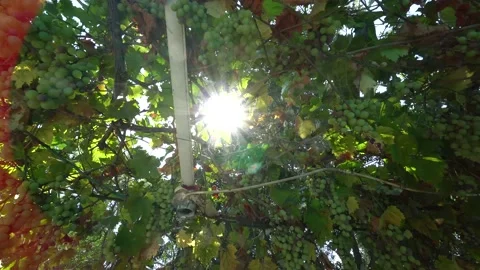 Grape vines Stock Footage 138530388
