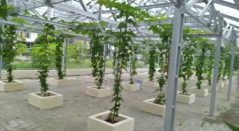 Grape vines Stock Footage 221697352