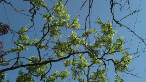 Grape vines growing across trellis in rural Portugal against blue sky. Video stock 195890058
