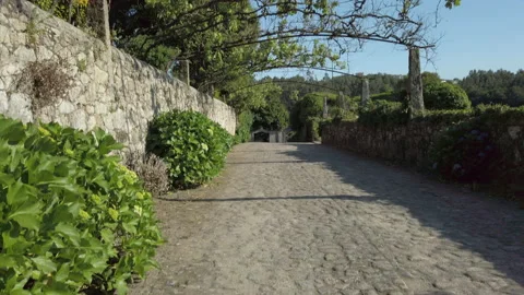 Grape vines growing over trellis in Portugal Stock Footage 195874272