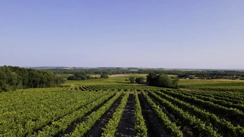 Grape vines growing in St Fort Sur Gironde, France Stock Footage 286215908
