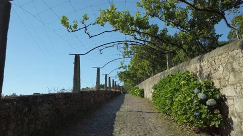Grape vines growing on trellis above road in rural Portugal. First Person. Video stock 195896582