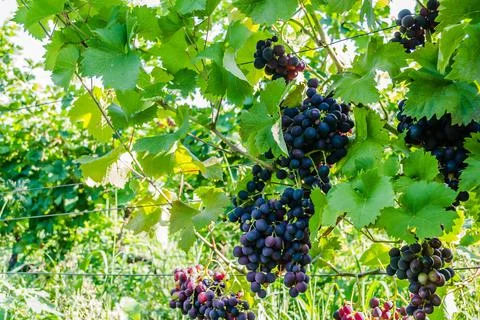 Grape vines at harvest time Stock Photos