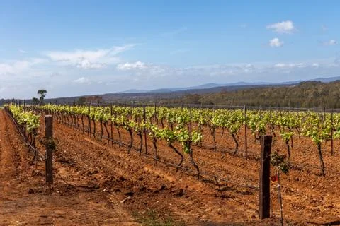 Grape vines in the Hunter Valley winemaking region of NSW Australia. Stock Photos