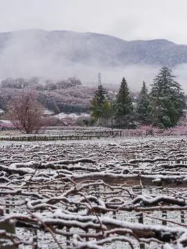 Grape vines in the Japanese spring after a sudden and rare snowstorm Foto stock