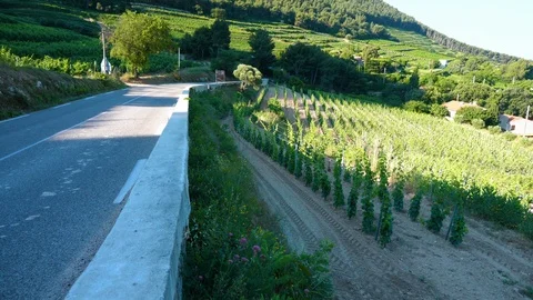Grape vines late spring on road to Cassis France. Stock Footage 93995430