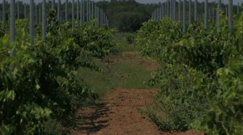 Grape vines in mid-day sun Stock Footage 12715820