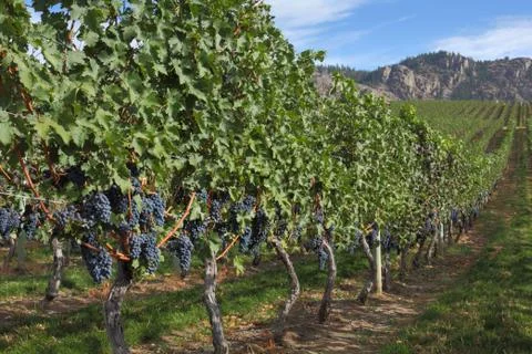 Grape Vines, Okanagan 写真素材