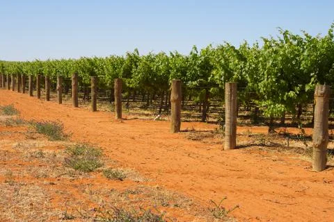 Grape vines Stock Photos
