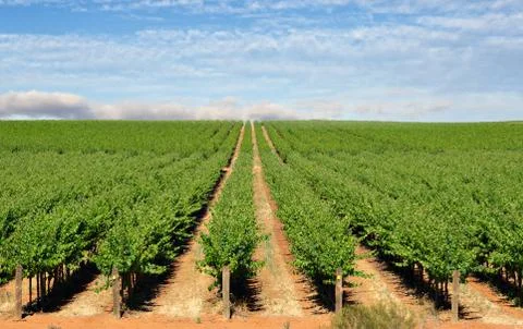 Grape vines Stock Photos