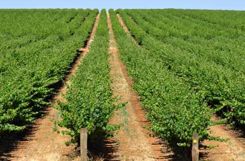 Grape vines Stock Photos