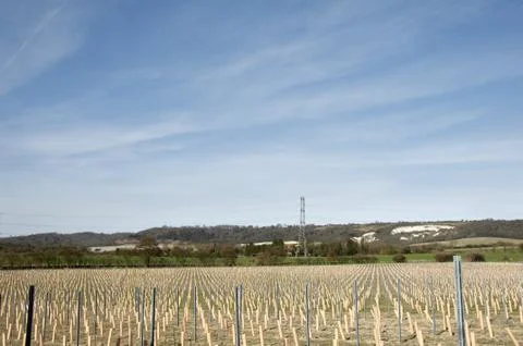 Grape vines Stock Photos
