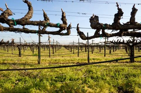 Grape Vines Stock Photos
