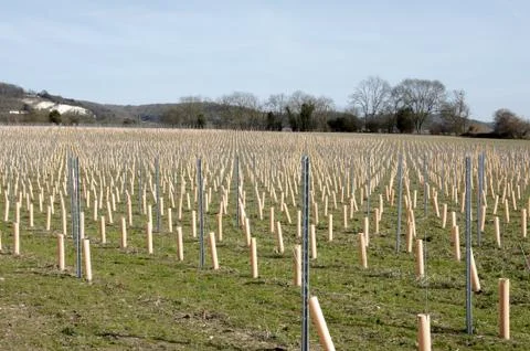Grape vines Stock Photos
