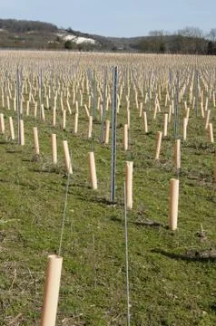 Grape vines Stock Photos