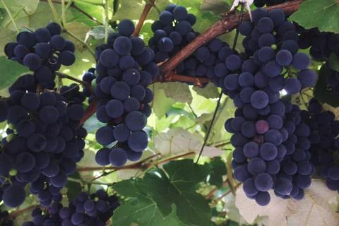 Grape vines Stock Photos