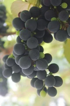 Grape vines Stock Photos