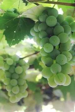 Grape vines Stock Photos