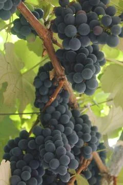 Grape vines Stock Photos