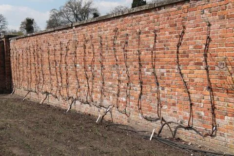 Grape Vines. Stock Photos