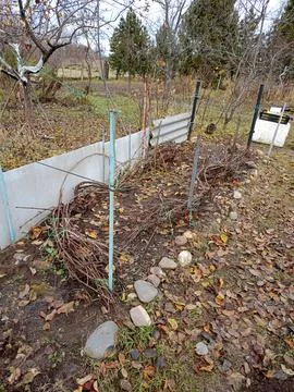 Grape vines pressed to the ground for winter against the background of appl.. Stock Photos