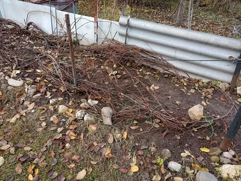 Grape vines pressed to the ground for winter with fallen leaves in the garden Stock Photos