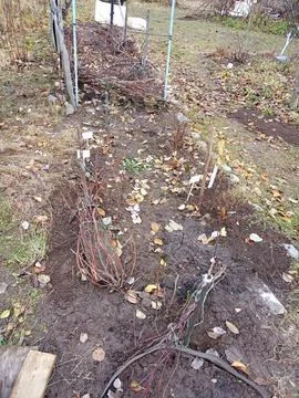 Grape vines pressed to the ground for winter with fallen leaves on the garden Stock Photos